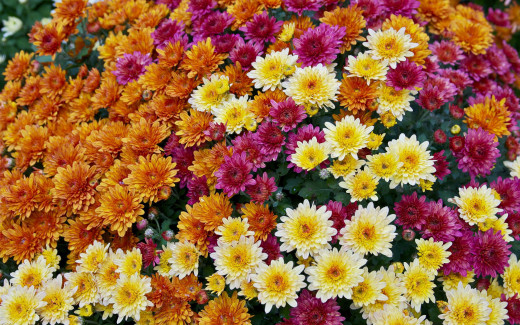 858935 (a): :2560x1600